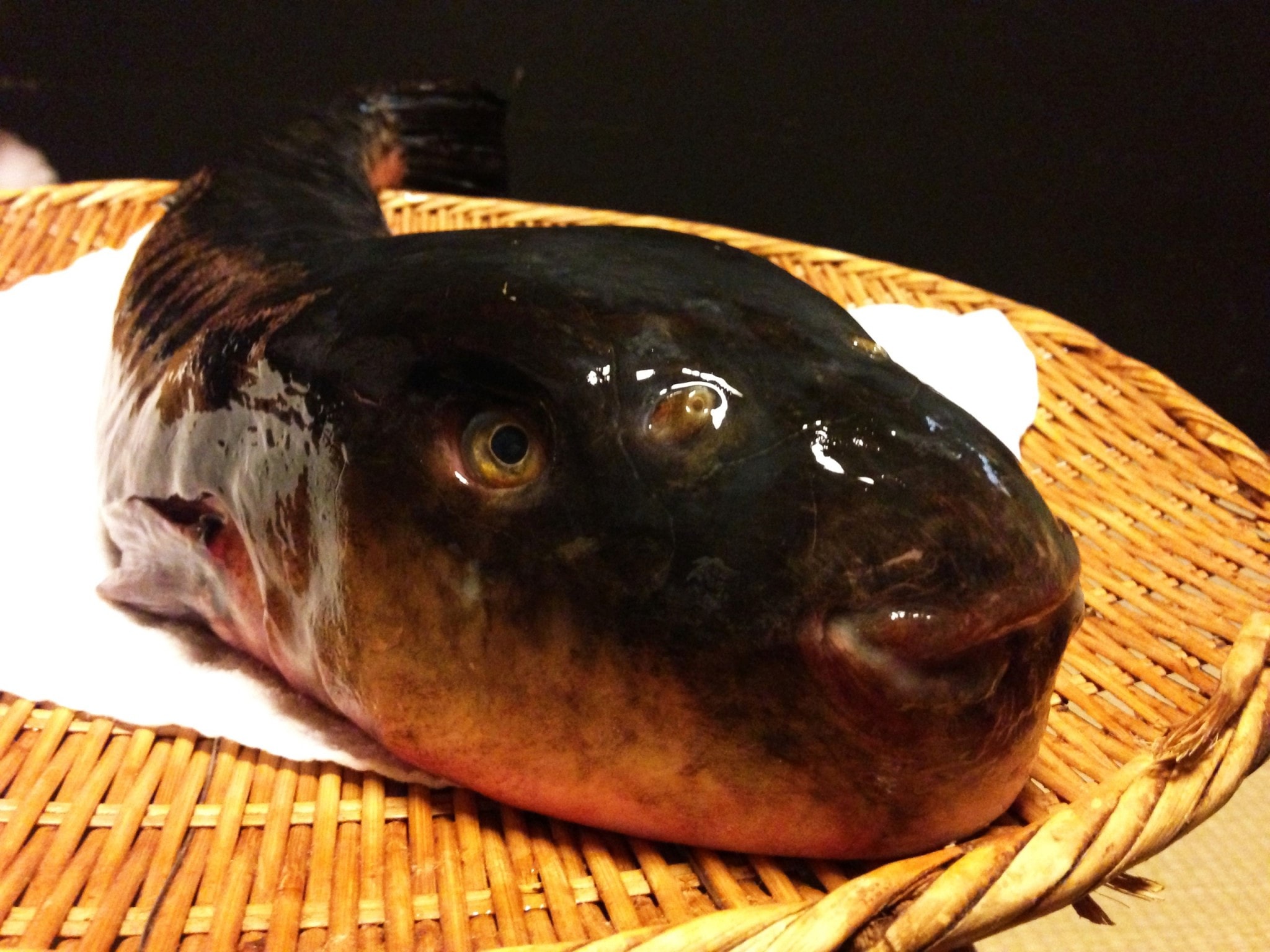 fugu fish price