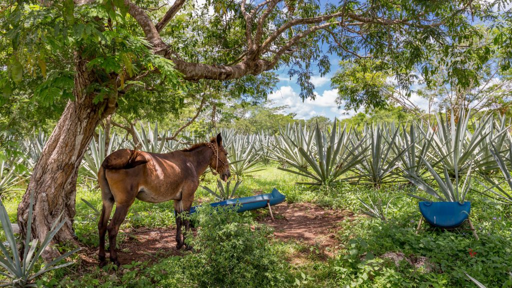 mexico – exploring yucatan: an amazing 10 day yucatan itinerary