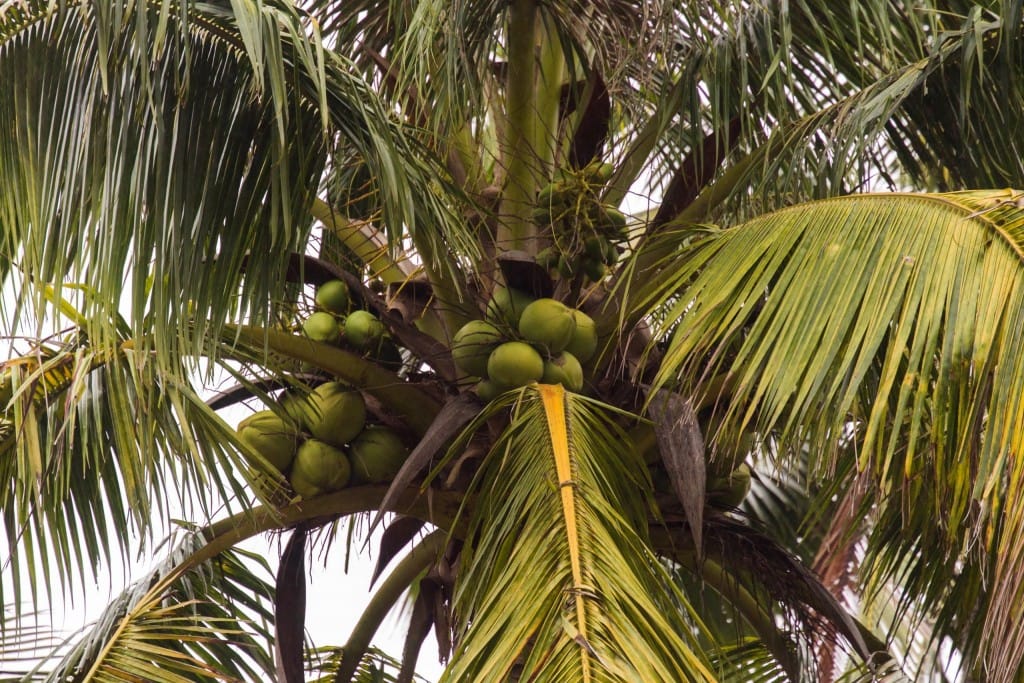 CHINA - The Hainan coconut plantation & mangroves as a day trip from ...