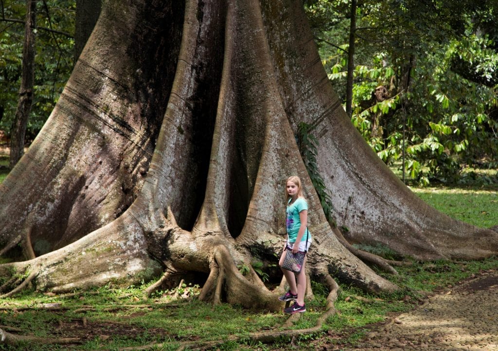  INDONESIA  The Bogor Botanical  Gardens  as a stop between 