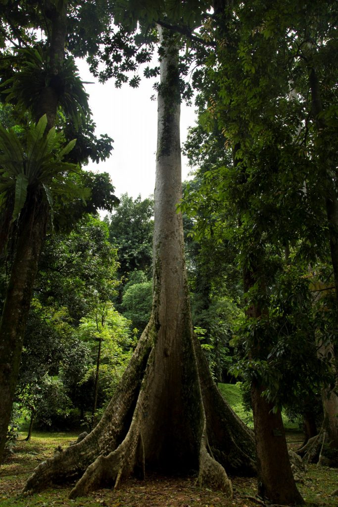  INDONESIA  The Bogor Botanical  Gardens  as a stop between 