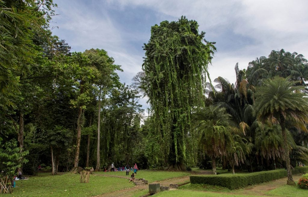 INDONESIA - The Bogor Botanical Gardens as a stop between Jakarta and